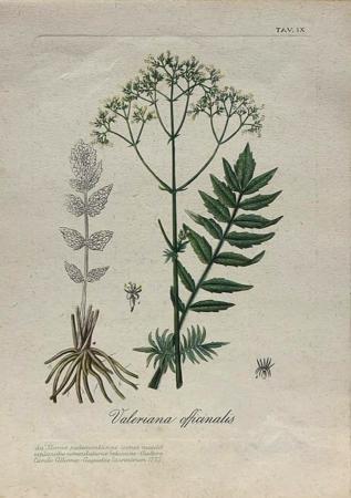 Quadro di firma Illeggibile Valeriana Officinalis  - stampa carta 